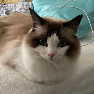 Meet your Posher, Zayn